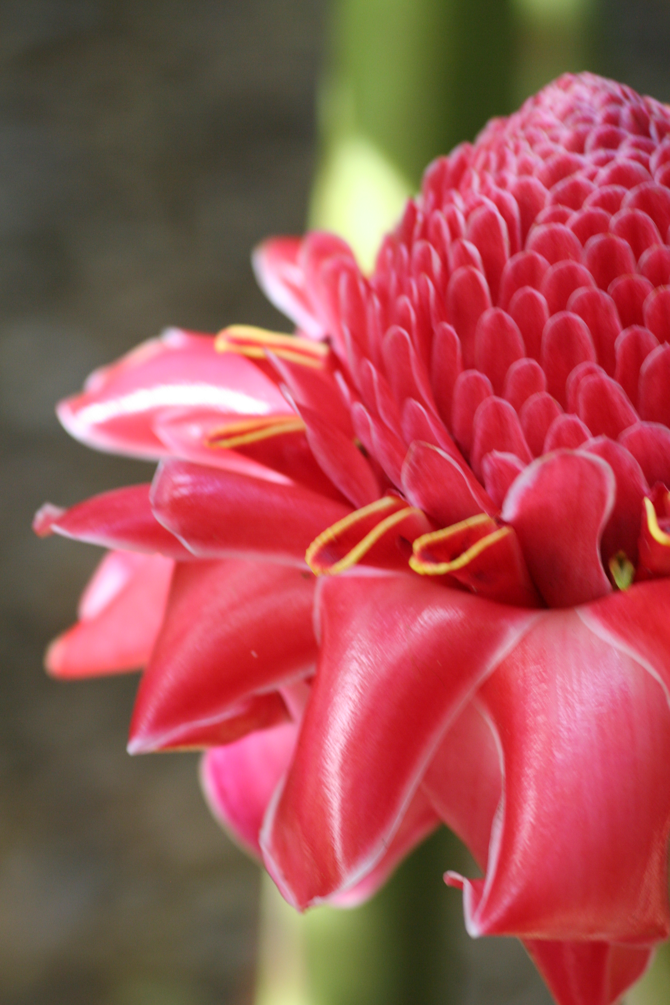Flower from Kauai 
